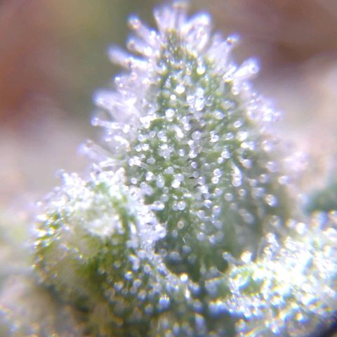 White Widow #4 growlog timeline photo