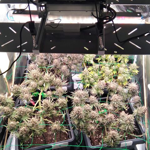 White Widow #4 growlog timeline photo