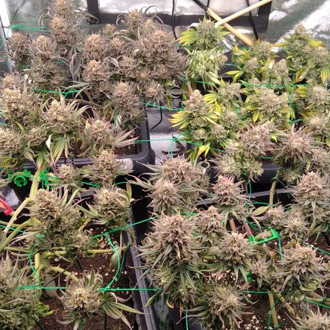 White Widow #4 growlog timeline photo