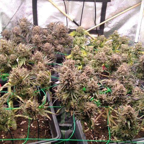 White Widow #4 growlog timeline photo