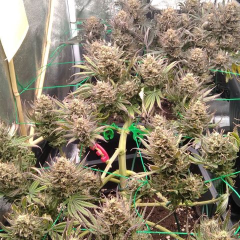 White Widow #4 growlog timeline photo
