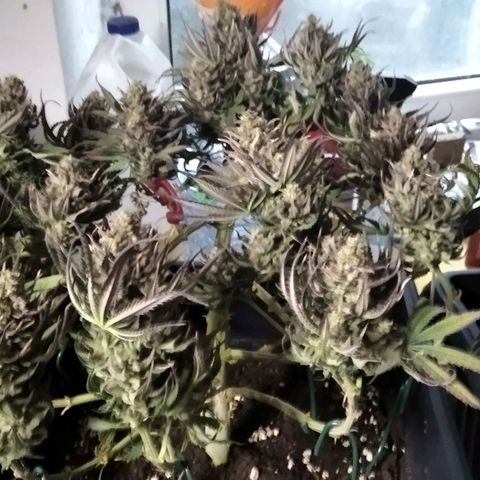 White Widow #4 growlog timeline photo