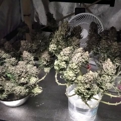 White Widow #4 growlog timeline photo