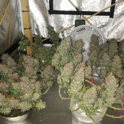 White Widow #4 growlog timeline photo