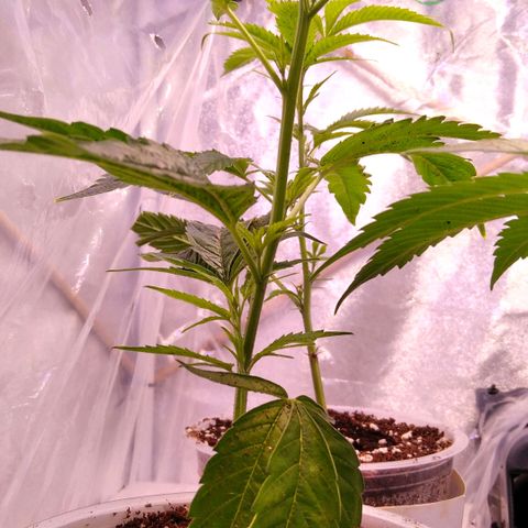 AK-47 growlog timeline photo