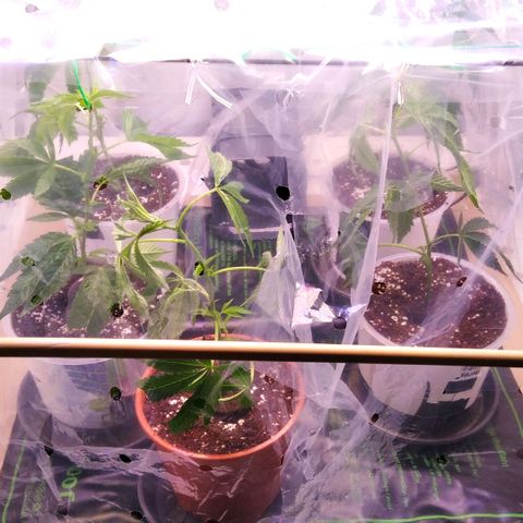 AK-47 growlog photo: Ankunft
