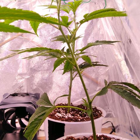AK-47 growlog timeline photo