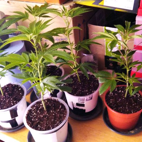 AK-47 growlog timeline photo