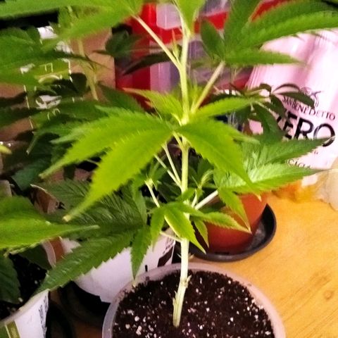 AK-47 growlog timeline photo