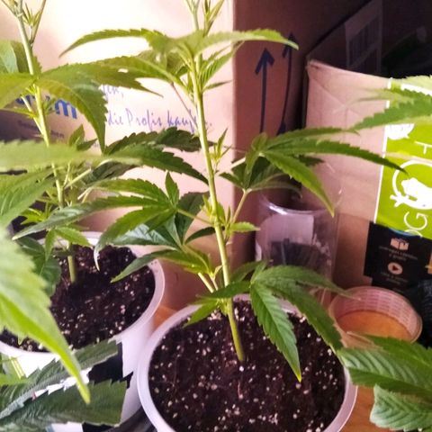 AK-47 growlog timeline photo