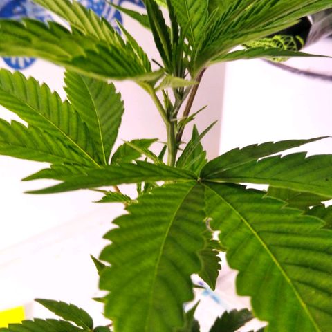 AK-47 growlog timeline photo