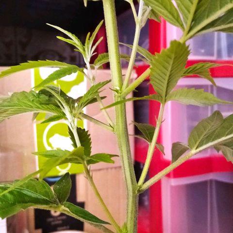 AK-47 growlog timeline photo