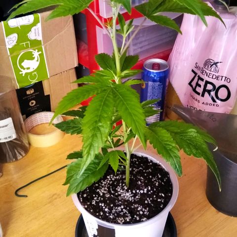 AK-47 growlog timeline photo