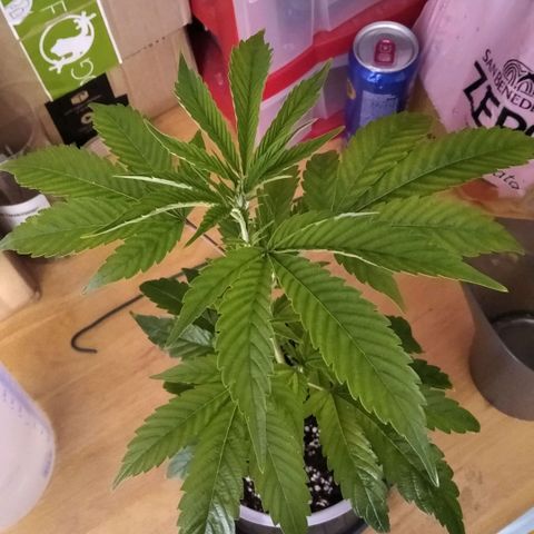 AK-47 growlog timeline photo