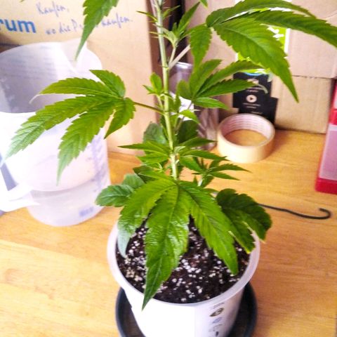 AK-47 growlog timeline photo