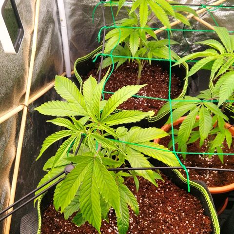 AK-47 growlog timeline photo