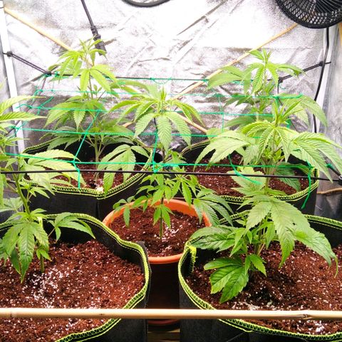AK-47 growlog timeline photo