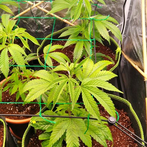 AK-47 growlog timeline photo
