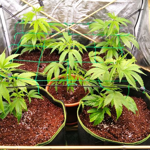 AK-47 growlog timeline photo