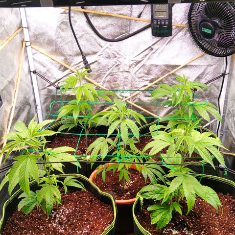 AK-47 growlog timeline photo