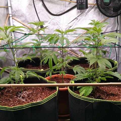 AK-47 growlog timeline photo