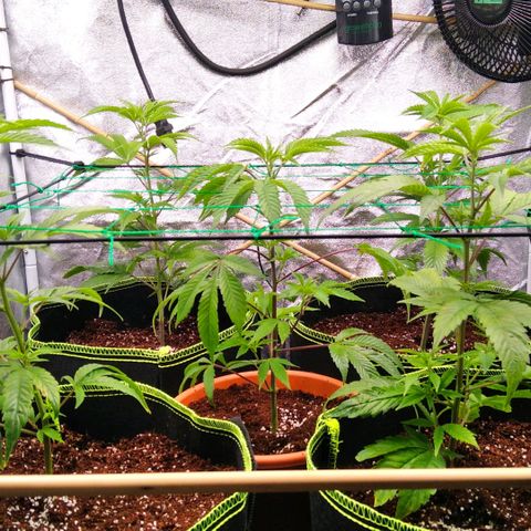 AK-47 growlog timeline photo