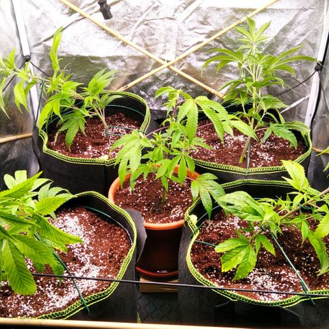 AK-47 growlog timeline photo
