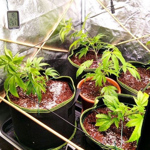 AK-47 growlog timeline photo