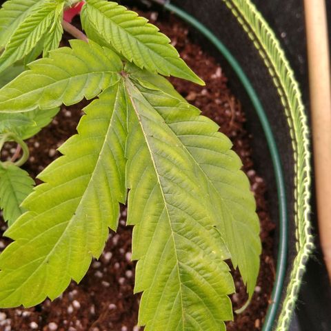 AK-47 growlog timeline photo