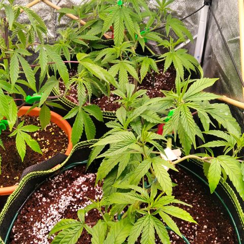 AK-47 growlog timeline photo
