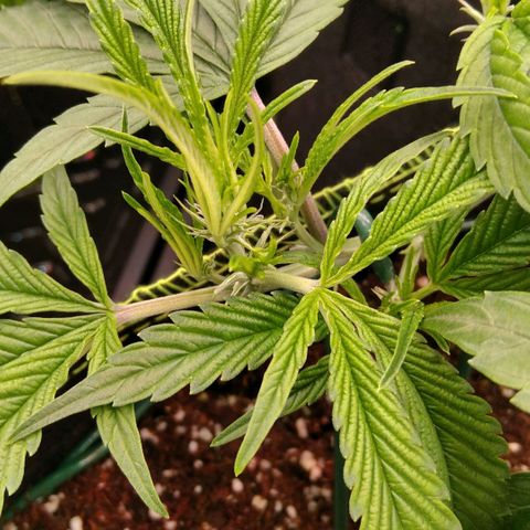 AK-47 growlog timeline photo