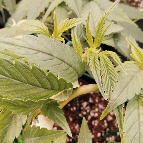 AK-47 growlog timeline photo