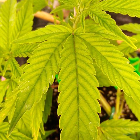 AK-47 growlog timeline photo