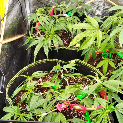 AK-47 growlog timeline photo