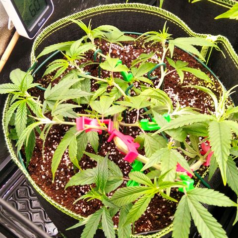 AK-47 growlog timeline photo