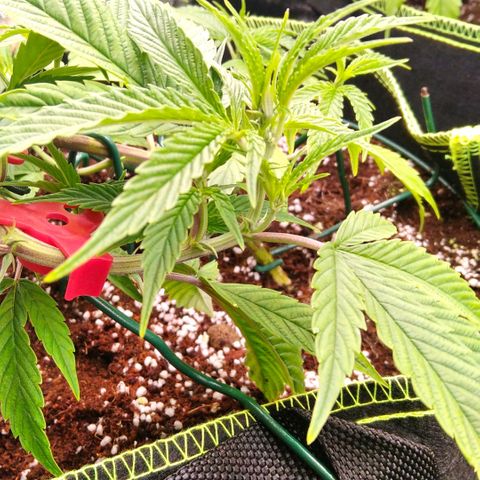 AK-47 growlog timeline photo