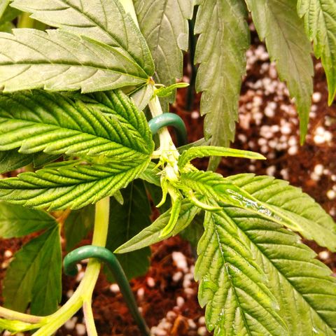 AK-47 growlog timeline photo