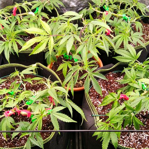 AK-47 growlog timeline photo