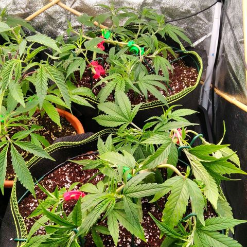 AK-47 growlog timeline photo