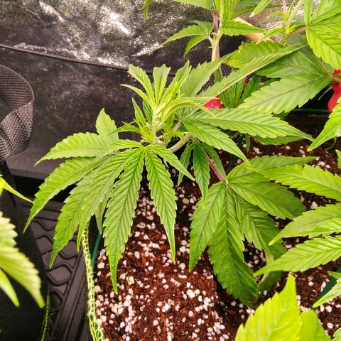 AK-47 growlog timeline photo
