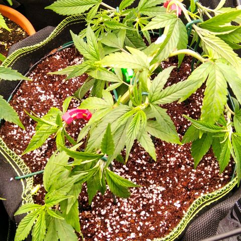 AK-47 growlog timeline photo