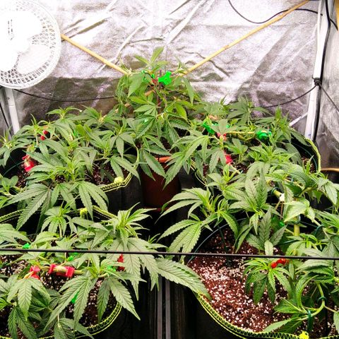 AK-47 growlog timeline photo