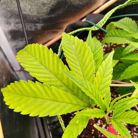 AK-47 growlog timeline photo