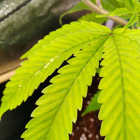 AK-47 growlog timeline photo
