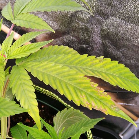 AK-47 growlog timeline photo