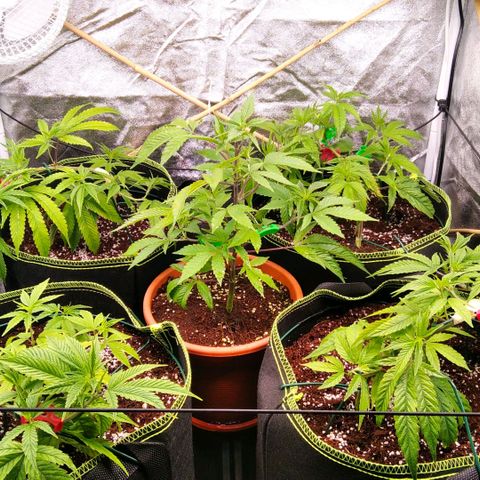 AK-47 growlog timeline photo