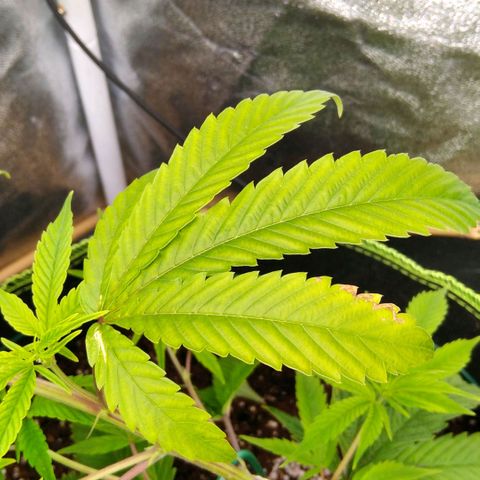 AK-47 growlog timeline photo