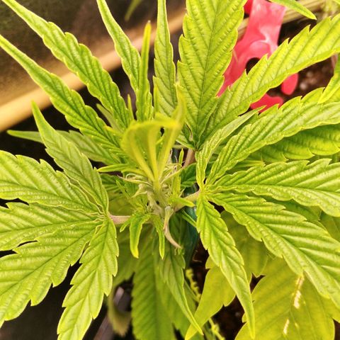AK-47 growlog timeline photo
