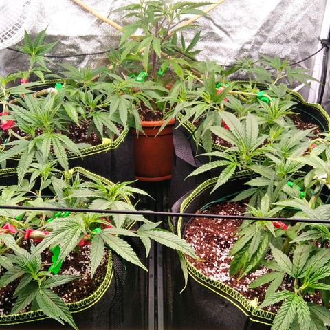 AK-47 growlog timeline photo