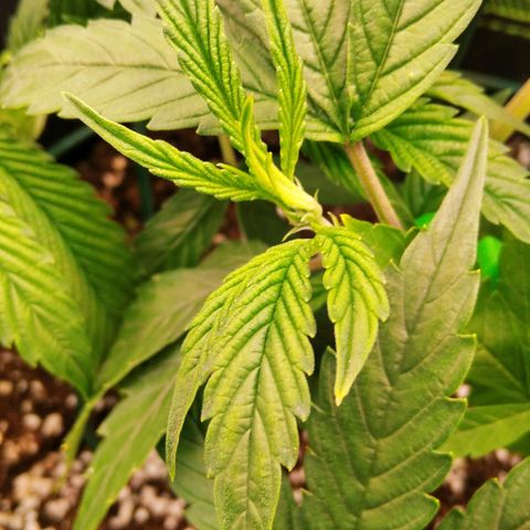 AK-47 growlog timeline photo